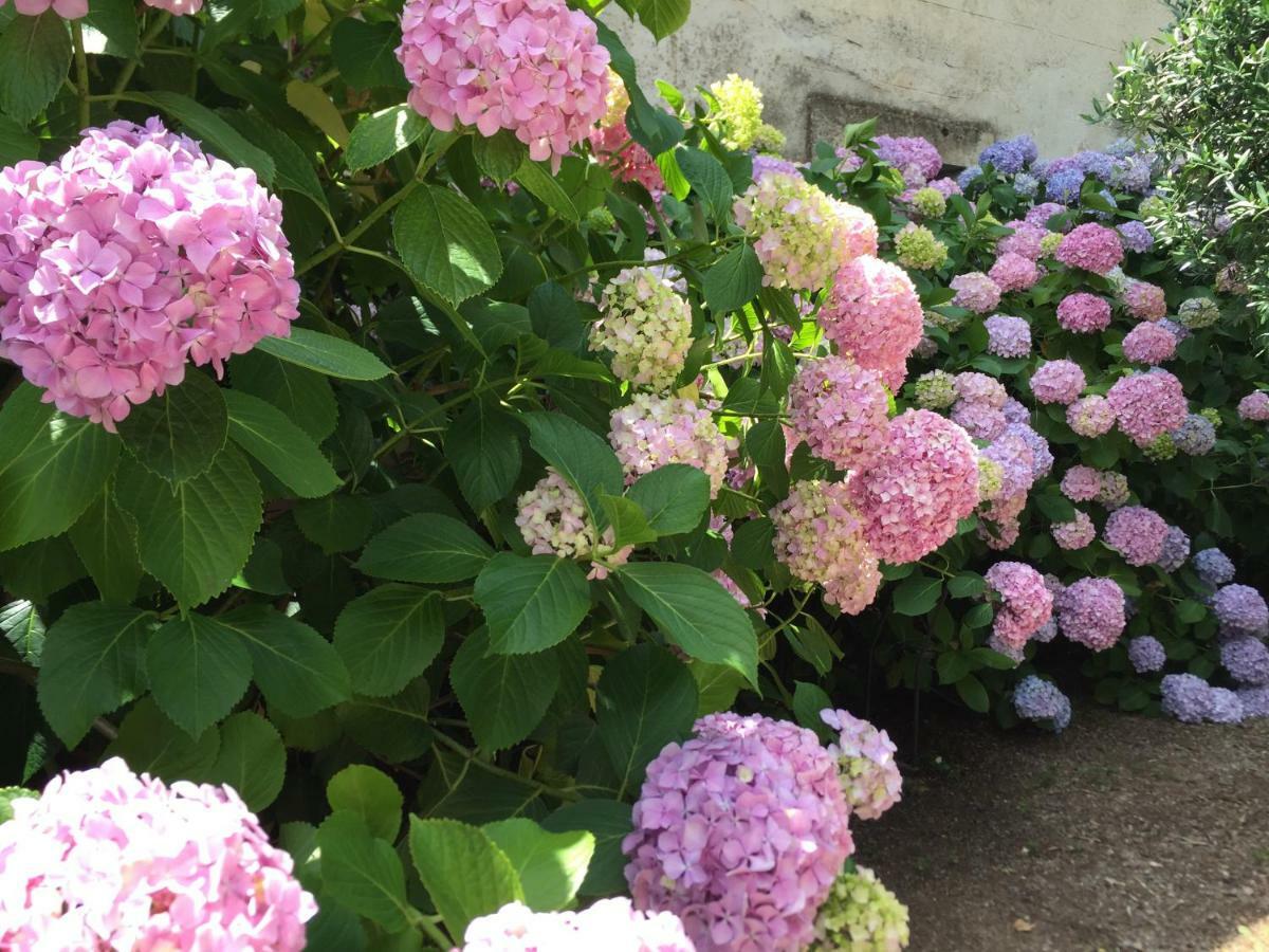 Bed and Breakfast Domaine De Brousson La Tour-sur-Orb Exterior foto